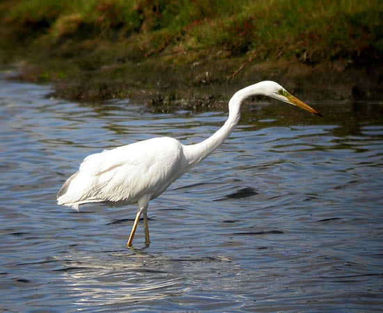 Great White Egret