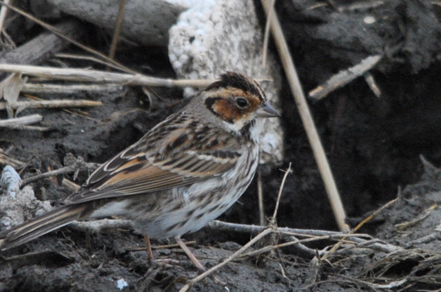 Little Bunting