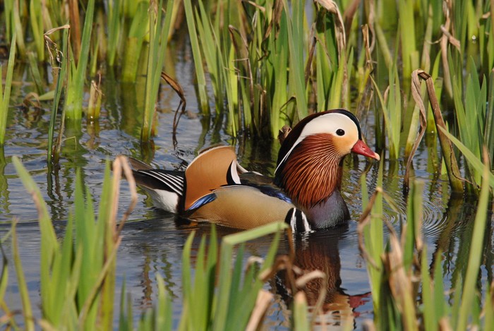 Mandarin