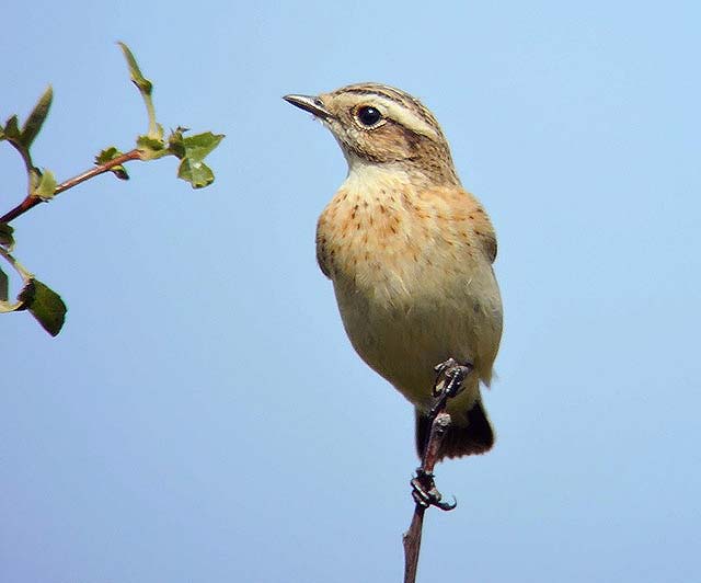 Whinchat