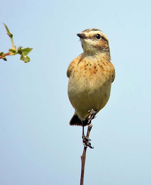 Whinchat