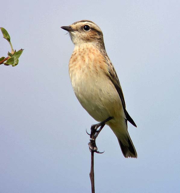 Whinchat
