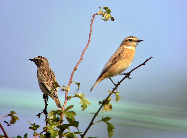 Whinchat