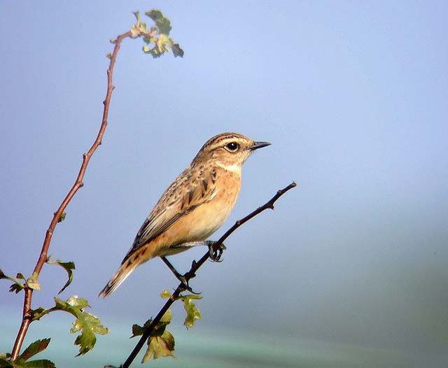 Whinchat