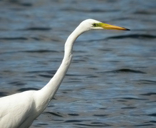 Great White Egret