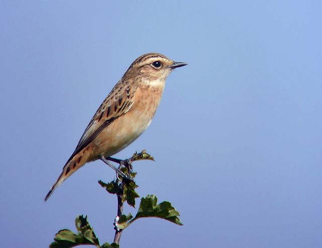 Whinchat