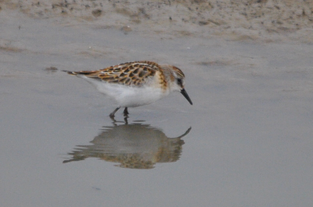 Little Stint