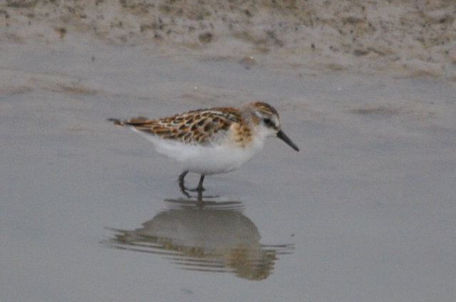 Little Stint