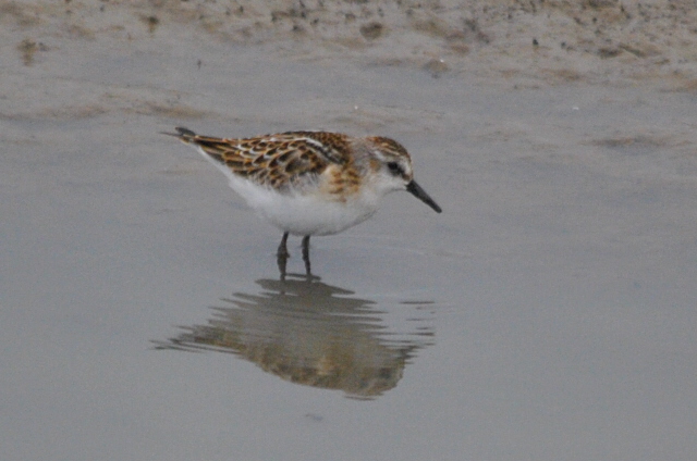 Little Stint