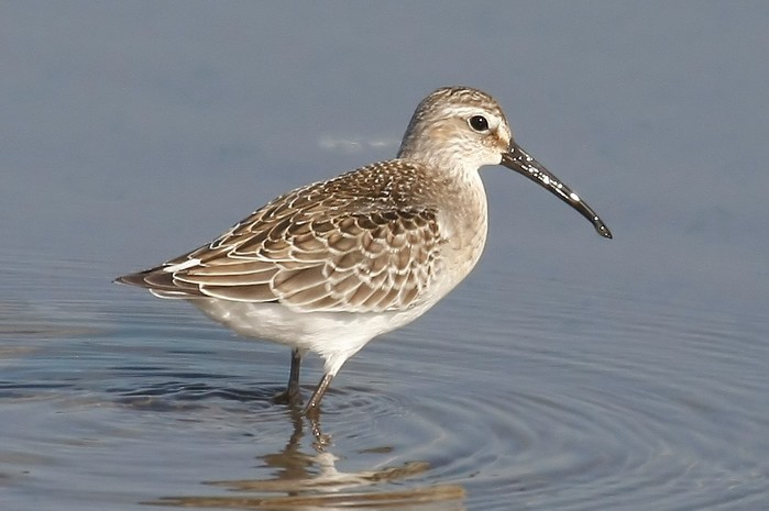 Curlew Sandpiper
