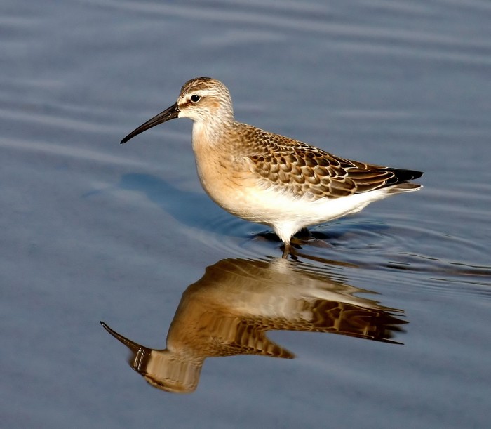 Curlew Sandpiper