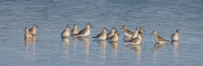Curlew Sandpiper