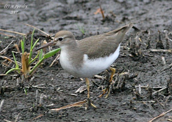 Spotted Sandpiper