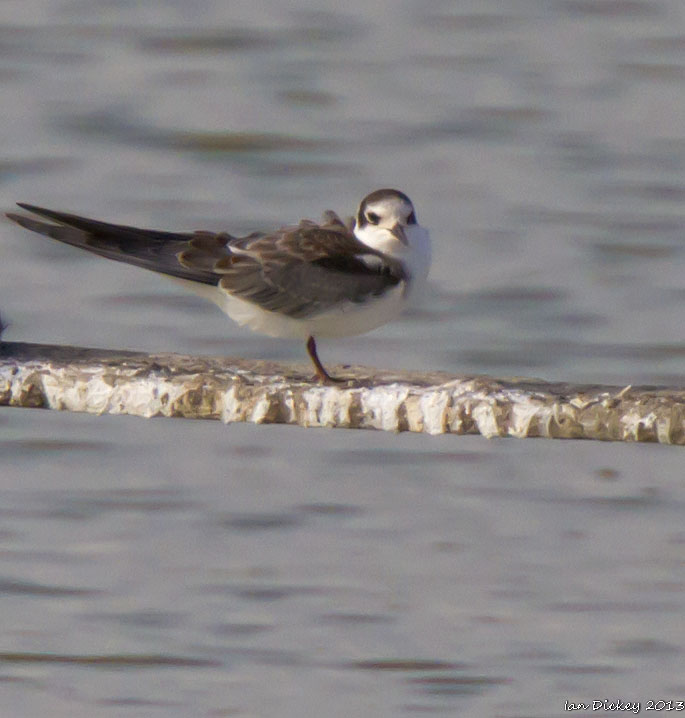 Black Tern
