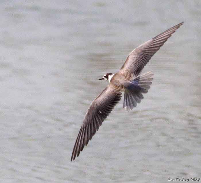 Black Tern