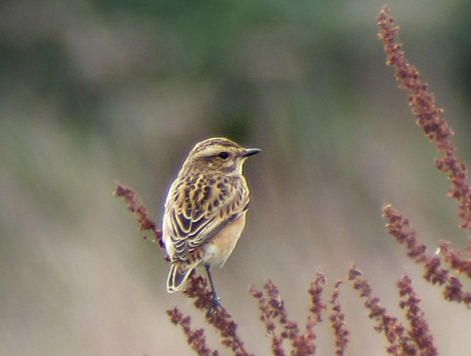 Whinchat