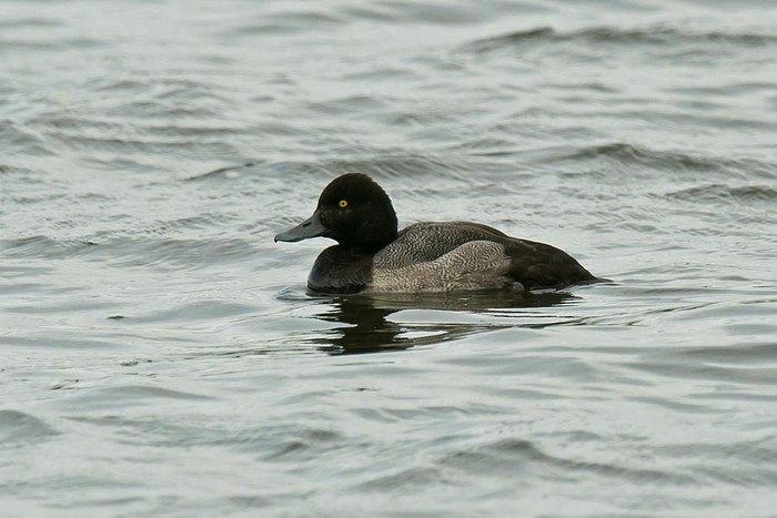 Lesser Scaup