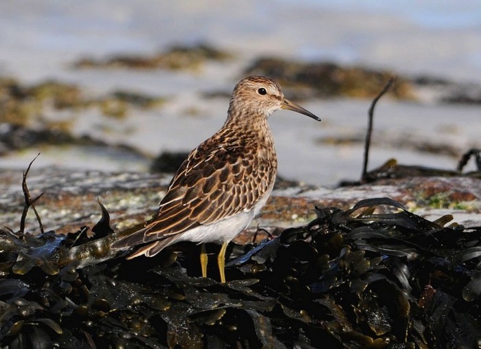 Pectoral Sandpiper