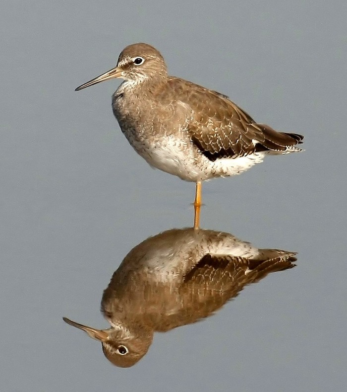 Redshank