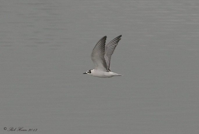 White-winged Black Tern