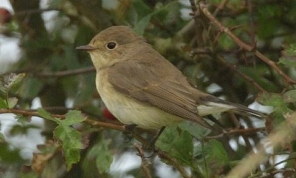 Red-breasted Flycatcher