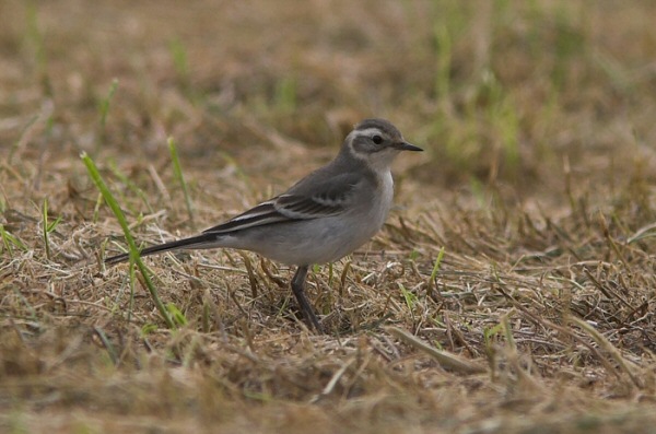 Citrine Wagtail