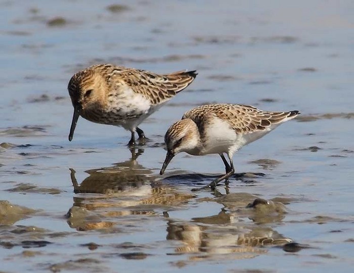 Semipalmated Sandpiper