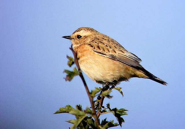 Whinchat