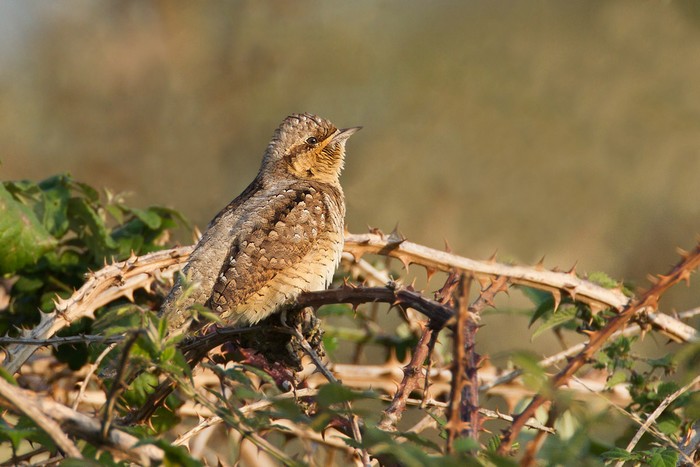 Wryneck