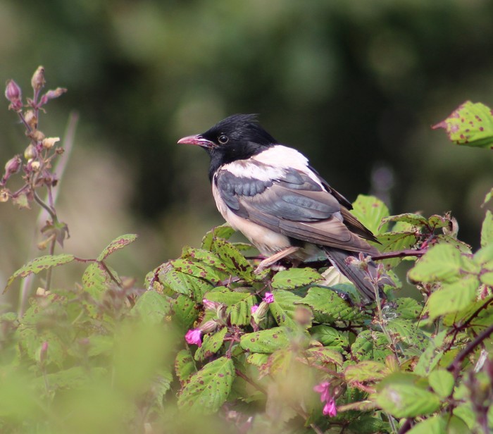 Rose-coloured Starling