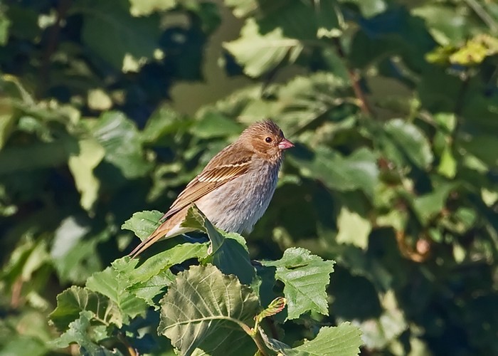Common Rosefinch