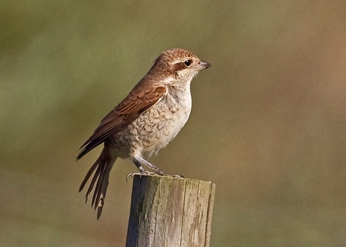 Red-backed Shrike