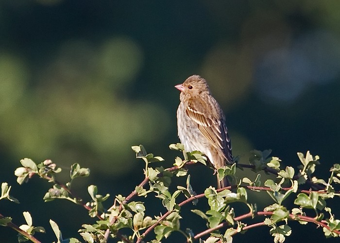 Common Rosefinch
