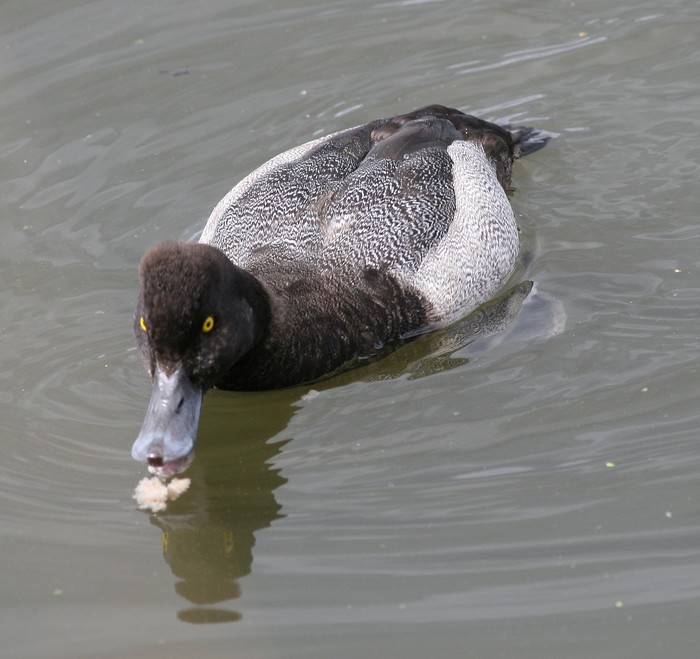 Lesser Scaup