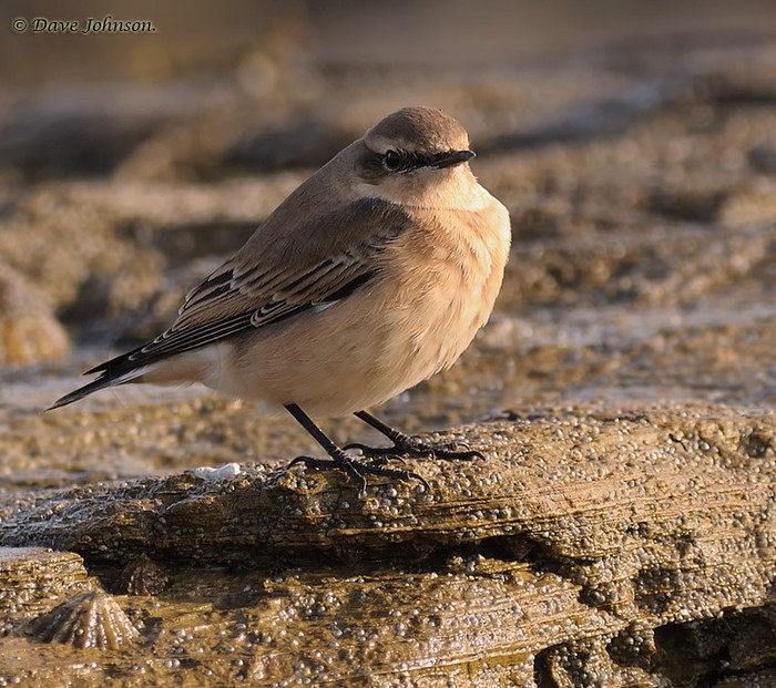 Wheatear