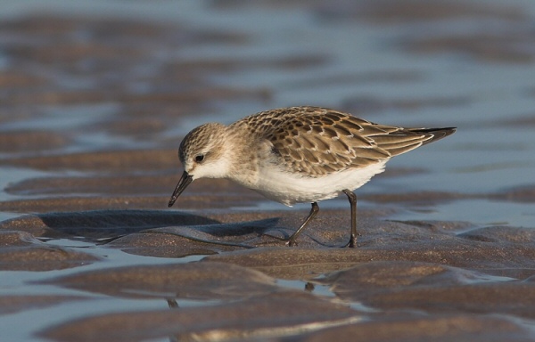 Semipalmated Sandpiper