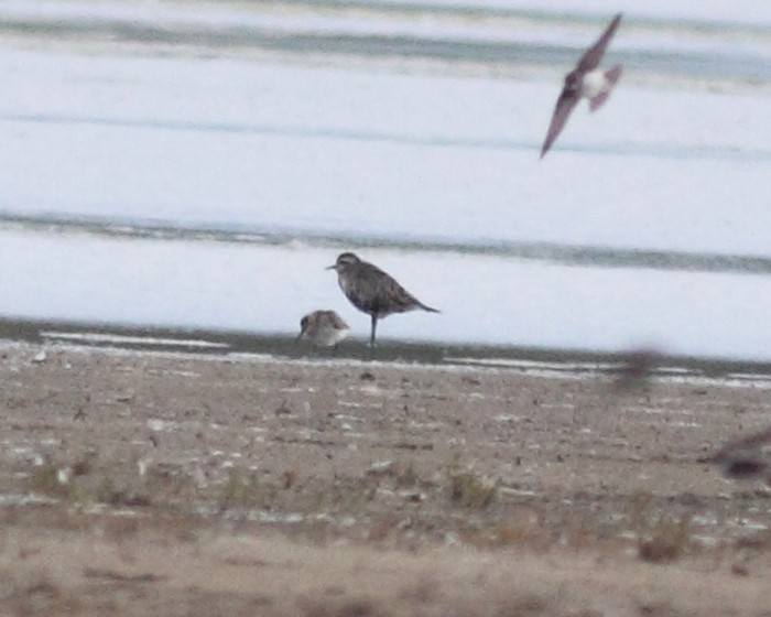 American Golden Plover