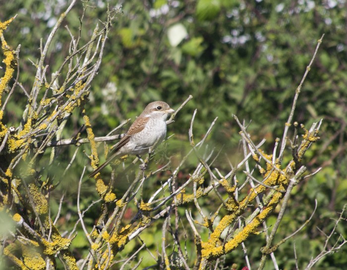 Red-backed Shrike