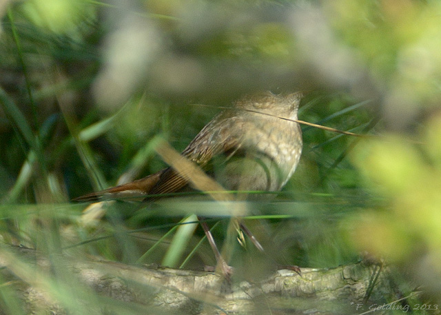 Thrush Nightingale