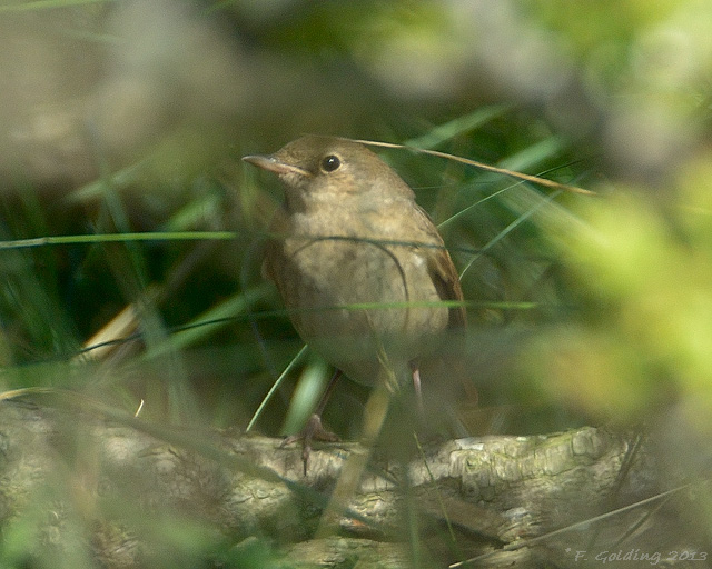 Thrush Nightingale