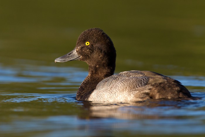 Lesser Scaup