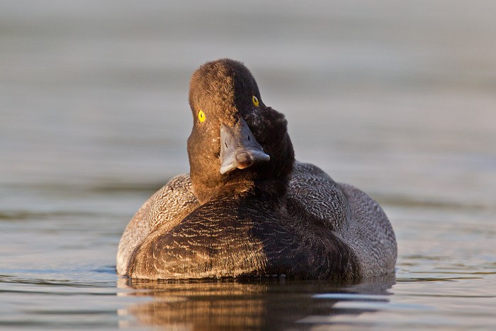 Lesser Scaup
