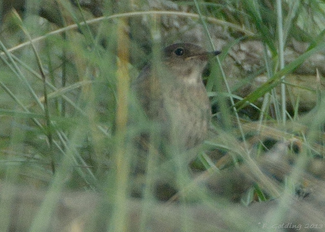 Thrush Nightingale