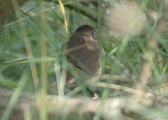 Thrush Nightingale