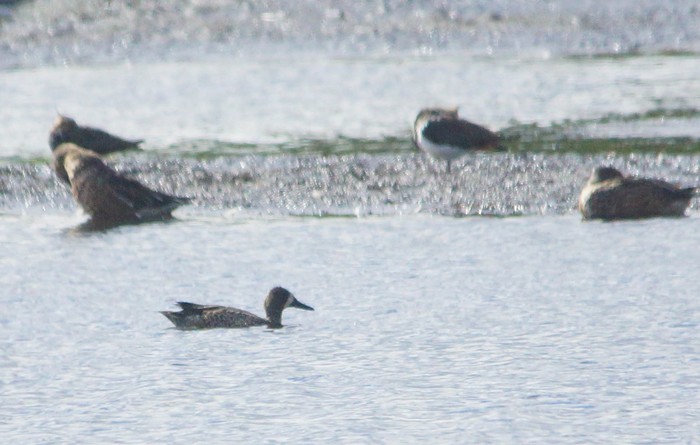 Blue-winged Teal