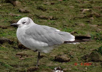 Laughing Gull