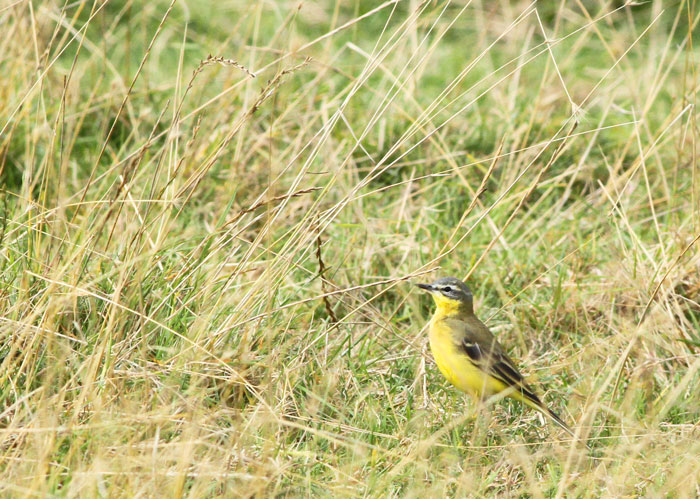 Blue-headed Wagtail