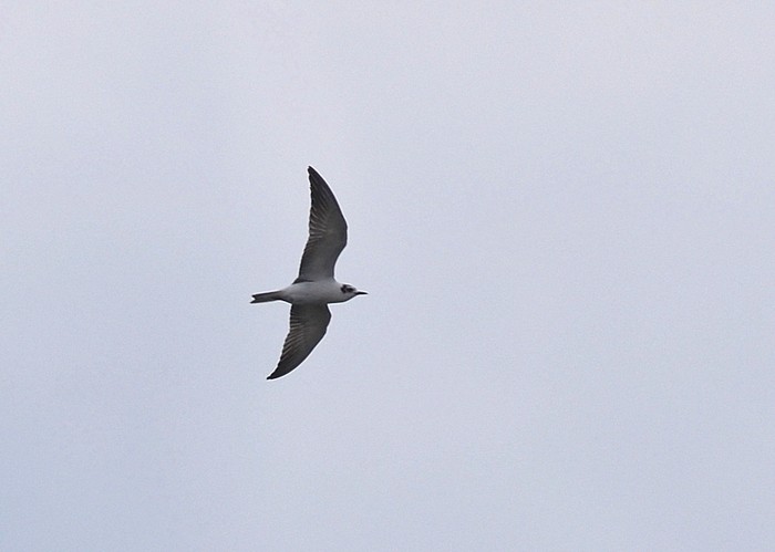 White-winged Black Tern