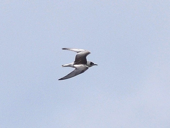 White-winged Black Tern