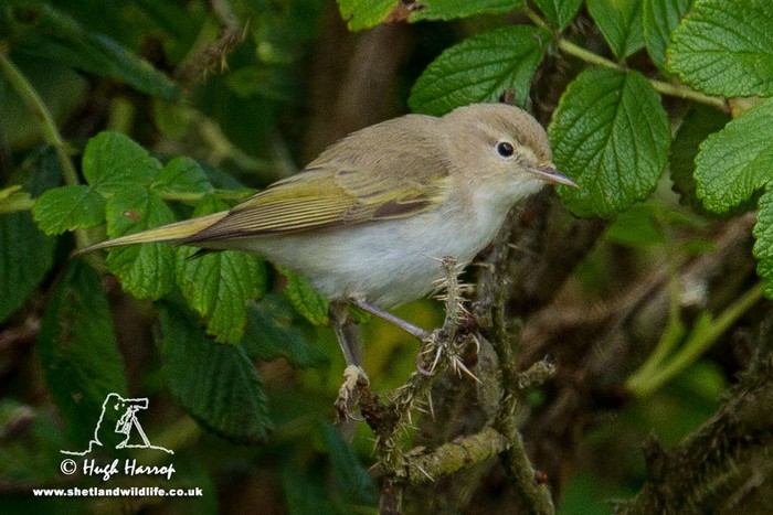 Western Bonelli's Warbler